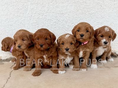 Micro Goldendoodle Ready First of August