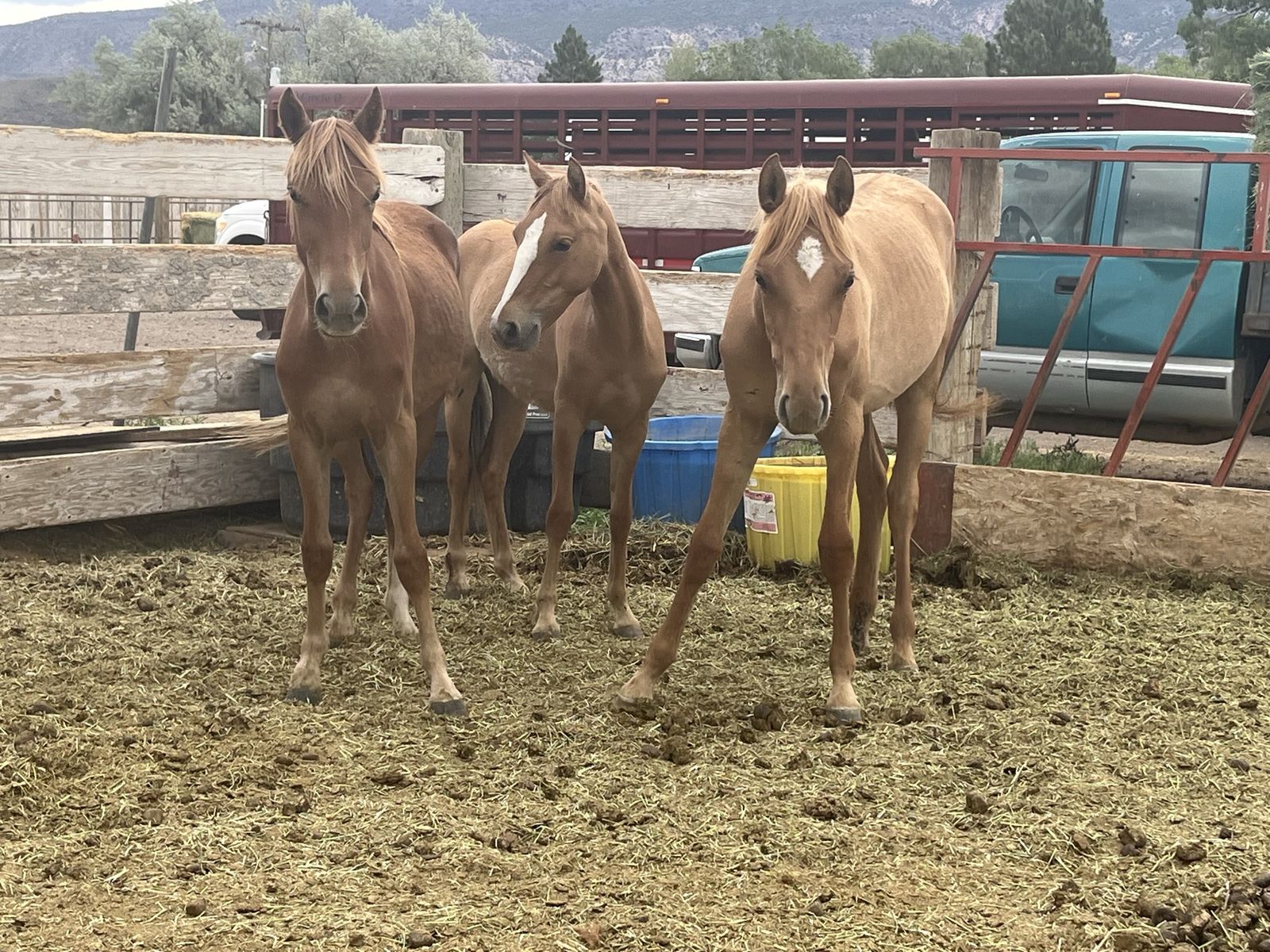 10 month old fillies
