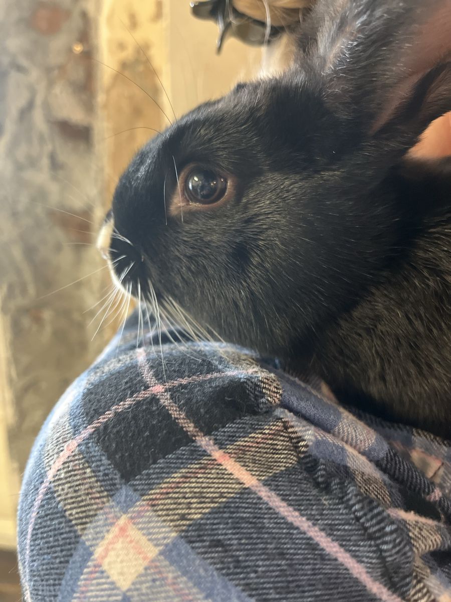 6 month old male bunny