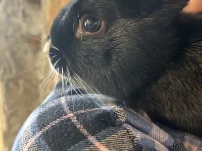 6 month old male bunny