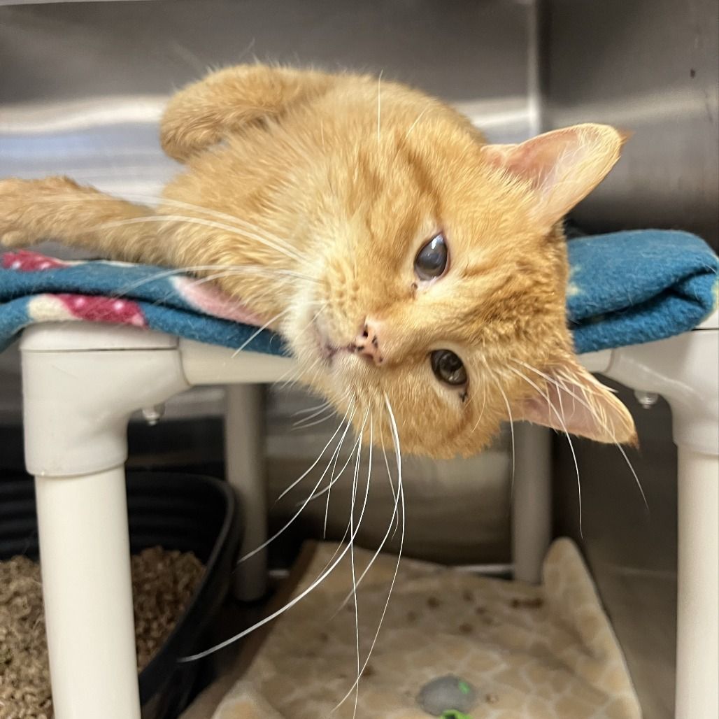 Hello my name is Rochester