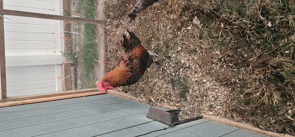 french black copper maran rooster