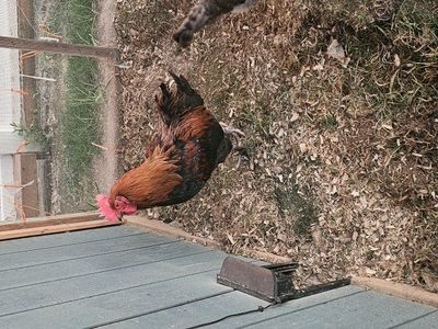 french black copper maran rooster