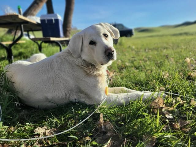 Akbash/Great Pyrenees Mix