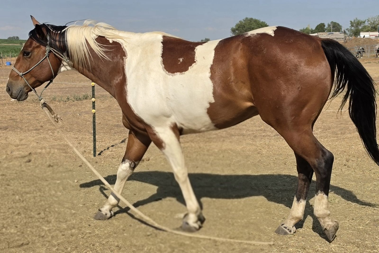 Paint Gelding