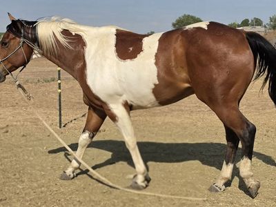 Paint Gelding