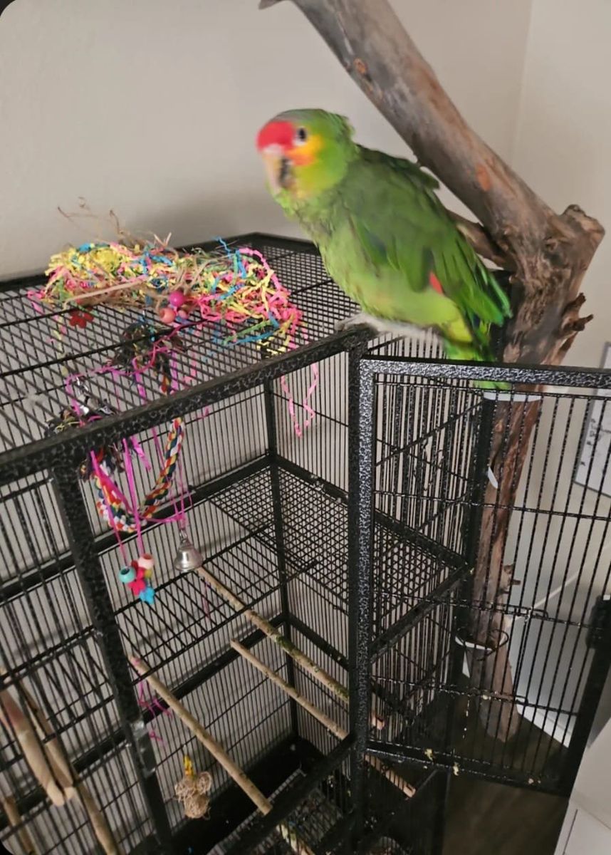 Rocky Red head Amazon parrot 
