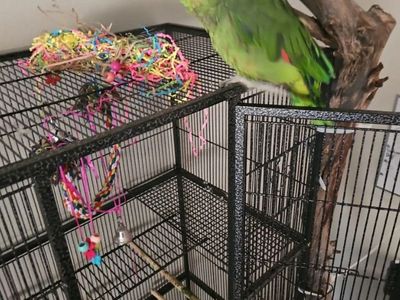 Rocky Red head Amazon parrot