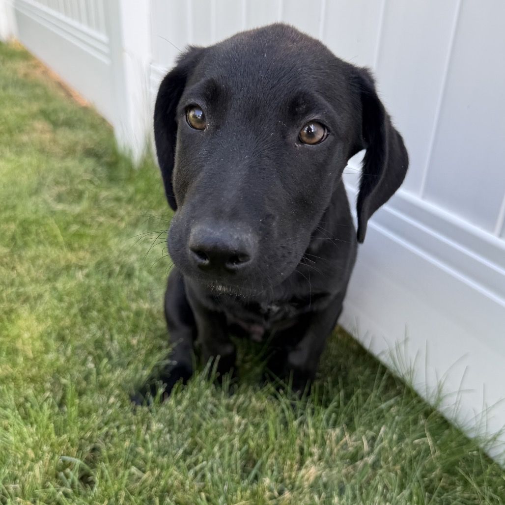 Hello my name is Joey