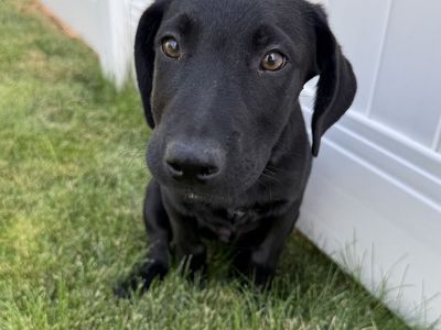 Hello my name is Joey