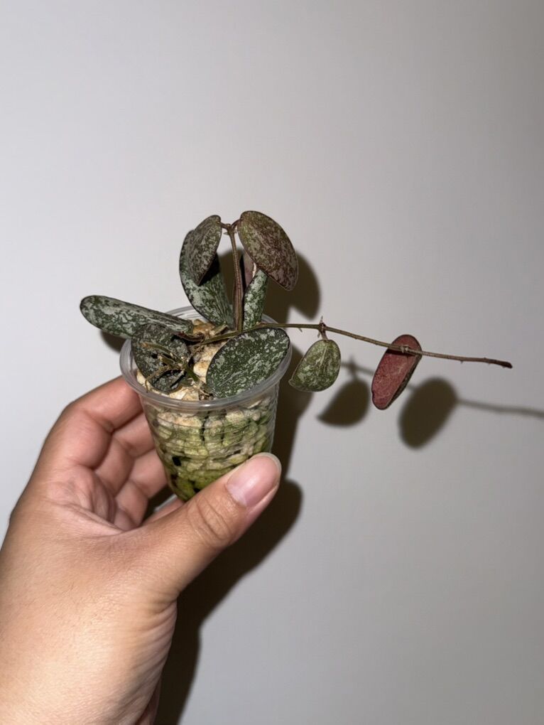 Hoya sigillatis (silver) - Plant