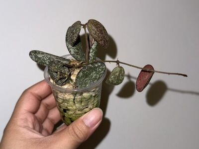 Hoya sigillatis (silver) - Plant