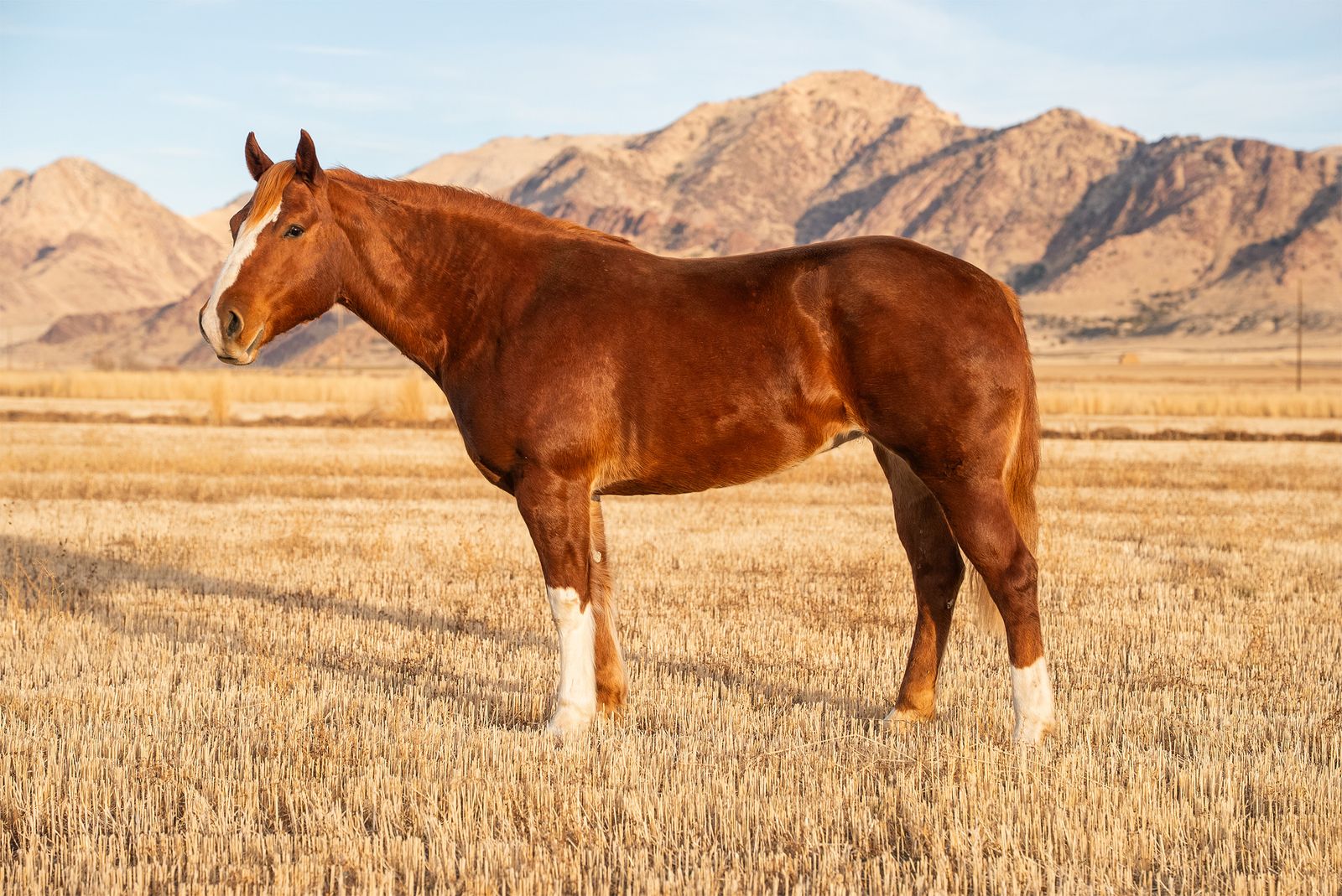 9 year old Half Draft Mare