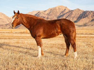 9 year old Half Draft Mare