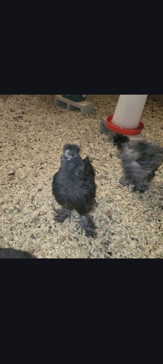 Black Silkie Rooster FREE