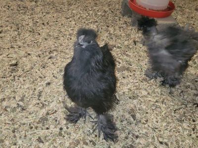 Black Silkie Rooster FREE