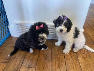 Adorable And Sweetest Malitpoo Puppies