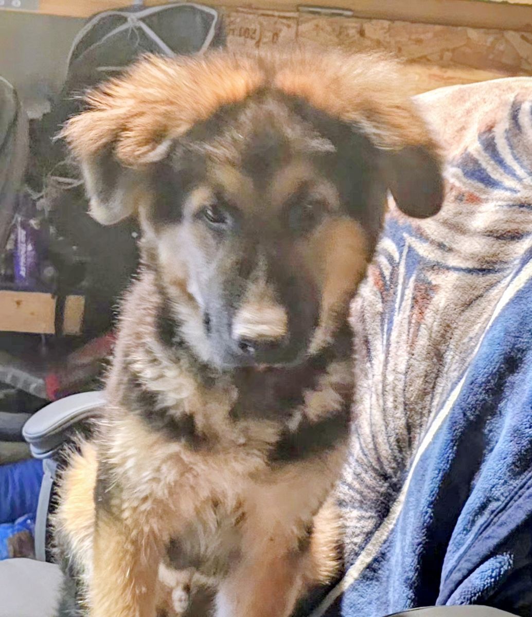 German Shepard husky mix