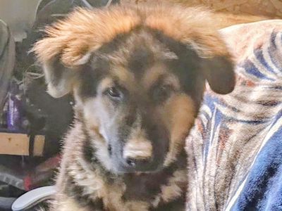 German Shepard husky mix