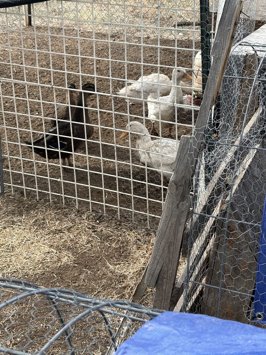 3 Healthy Pekin Ducks – $25 Each
