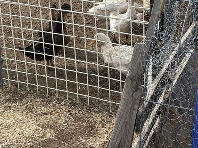 3 Healthy Pekin Ducks – $25 Each