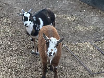 Nigerian dwarf