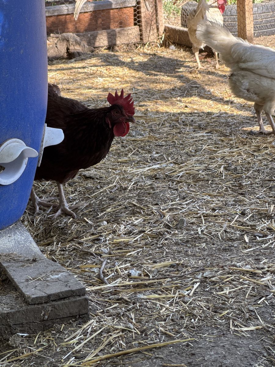Year old hens