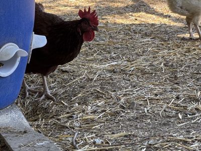 Year old hens