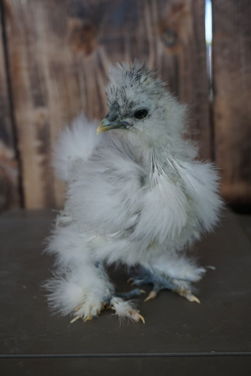 Free Silkie Cockerels