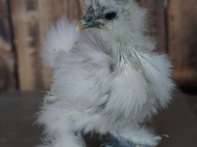 Free Silkie Cockerels