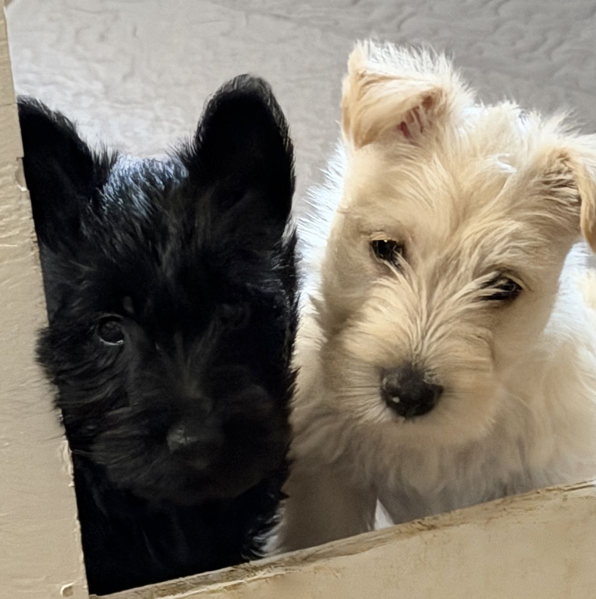 Scottish Terrier Puppies