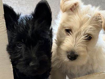Scottish Terrier Puppies