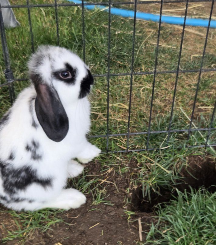 Mini Lop Bunny Rabbit Kit