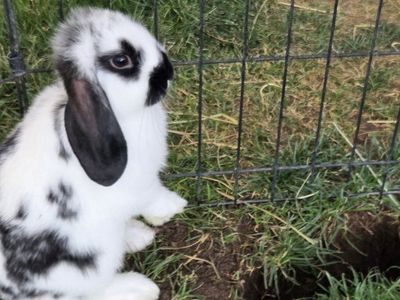 Mini Lop Bunny Rabbit Kit