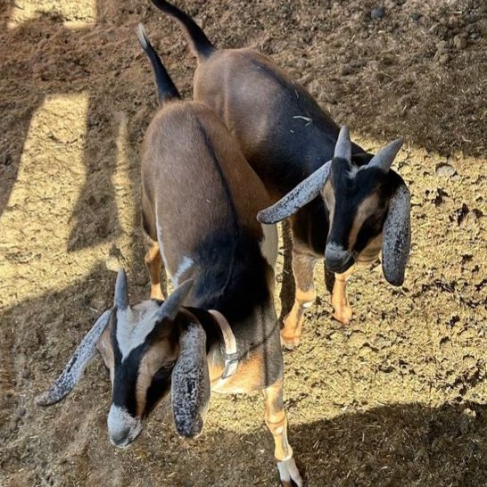 Dusty Bottom’s Ranch Baby Goats