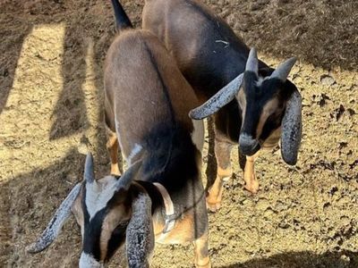 Dusty Bottom’s Ranch Baby Goats