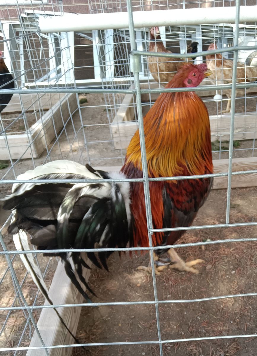 Rooster