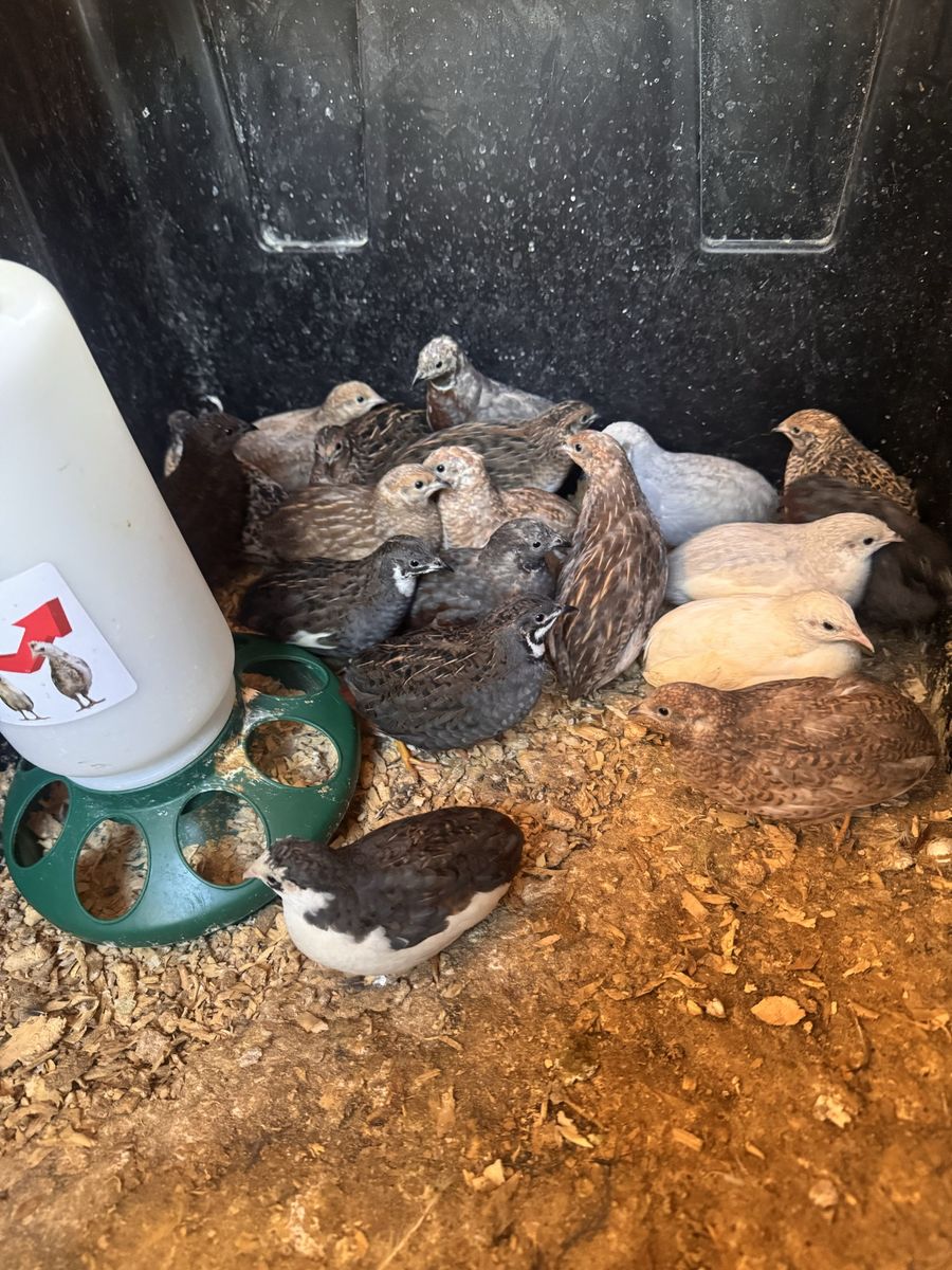 Button Quail - Adults, Babies, & Fertile Eggs for Sale - Various Colors