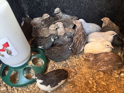 Button Quail - Adults, Babies, & Fertile Eggs for Sale - Various Colors