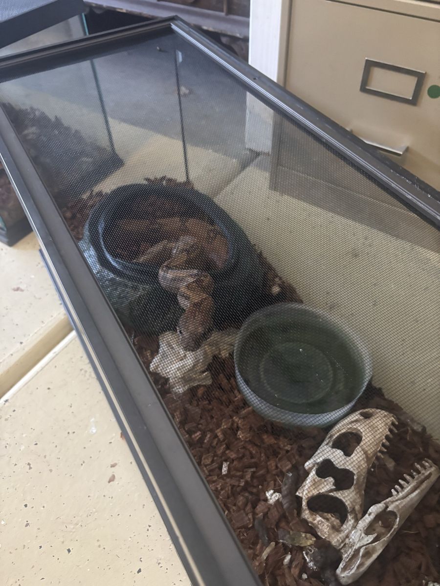 Re-home Reptiles