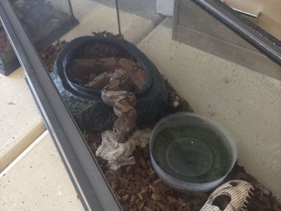 Re-home Reptiles