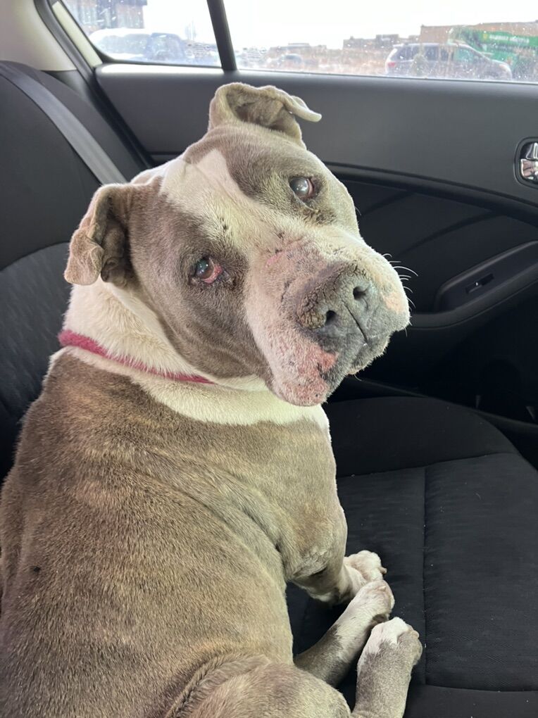 Lost Dog Found In Eagle Mountain