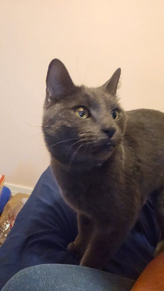 Russian Blue Kitty