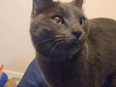 Russian Blue Kitty