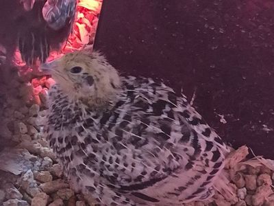 Coturnix Quail Chicks all ages