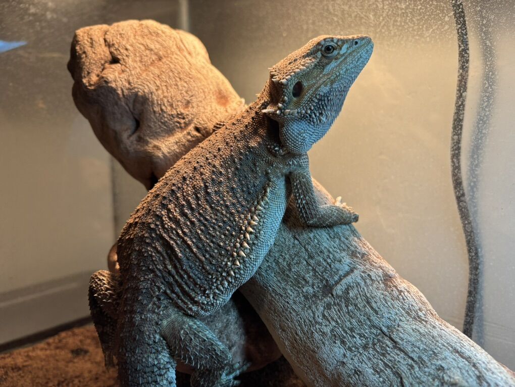 Young Bearded Dragon with Everything!