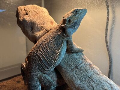 Young Bearded Dragon with Everything!