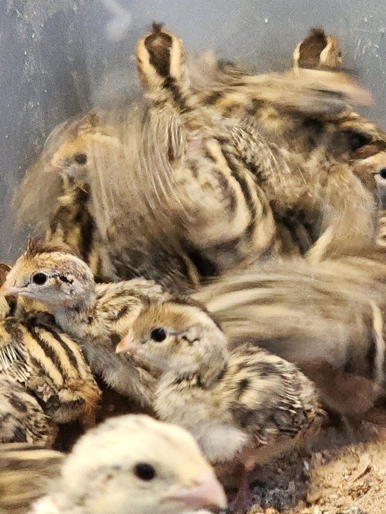Chicks - California Valley Quail