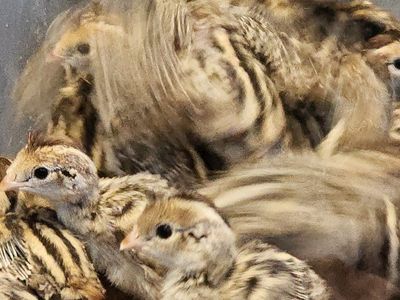 Chicks - California Valley Quail