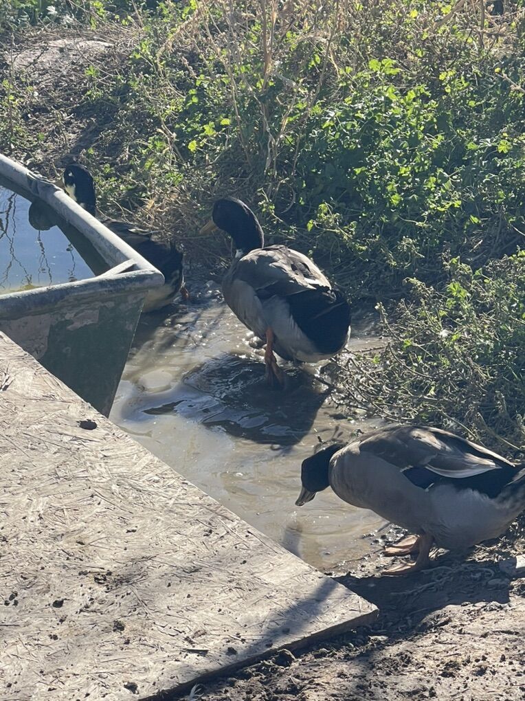 3 Male Ducks